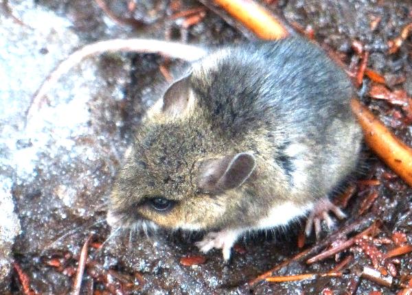 Photo of Peromyscus maniculatus by Rosemary Taylor